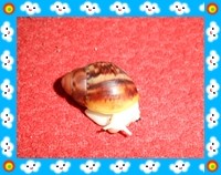 SAM_1171
