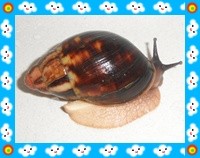 Archachatina marginata egregia