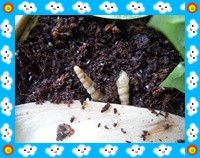 Subulina octona Brasil